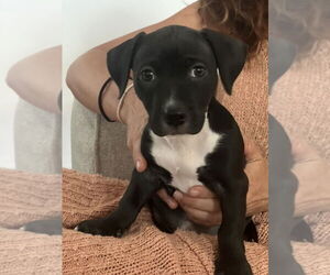 American Pit Bull Terrier-Beagle Mix Dogs for adoption in Dana Point, CA, USA