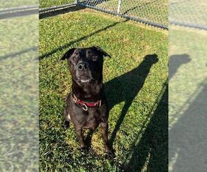 Labrador Retriever Dogs for adoption in Louisville, KY, USA