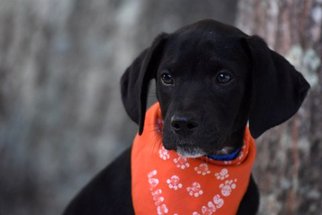 Boxador Dogs for adoption in Wetumpka, AL, USA