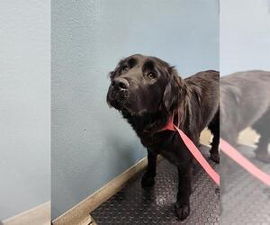 Labrador Retriever-Unknown Mix Dogs for adoption in Newton, NC, USA