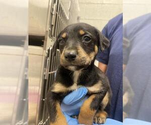 Rottweiler-Unknown Mix Dogs for adoption in Chula Vista, CA, USA
