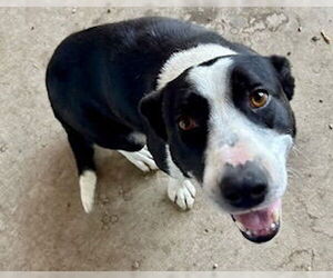 American Pit Bull Terrier Dogs for adoption in Pampa, TX, USA