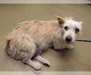 Mutt Dogs for adoption in Moreno Valley, CA, USA