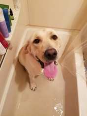 Labrador Retriever Dogs for adoption in FAIRLAWN, OH, USA