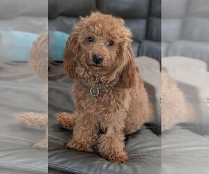 Poodle (Miniature) Dogs for adoption in Des Moines, IA, USA