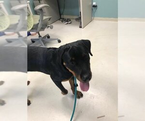 Rottweiler Dogs for adoption in Santa Cruz, CA, USA