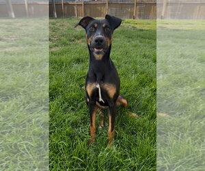 Doberman Pinscher-Unknown Mix Dogs for adoption in Minneaoplis, MN, USA