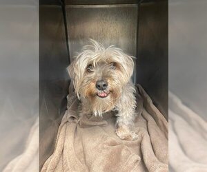 Silky Terrier Dogs for adoption in West Valley, UT, USA
