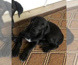 Shepradors Dogs for adoption in Tuscaloosa, AL, USA