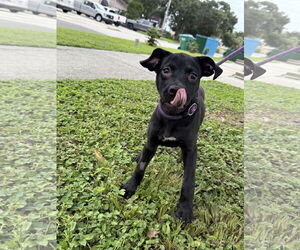 Labrador Retriever-Unknown Mix Dogs for adoption in Sanford, FL, USA