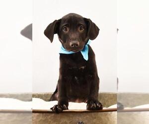 Sheprador Dogs for adoption in Sheridan, CO, USA
