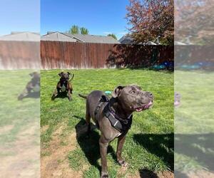 American Pit Bull Terrier Dogs for adoption in Boise, ID, USA