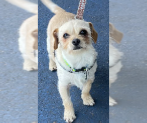 Mutt Dogs for adoption in Cranston, RI, USA