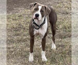 American Staffordshire Terrier-Boxer Mix Dogs for adoption in San Antonio, TX, USA