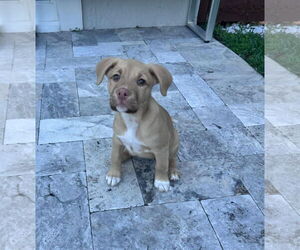 American Pit Bull Terrier Dogs for adoption in miami, FL, USA