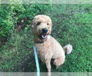 Goldendoodle Dogs for adoption in Hampton Bays, NY, USA