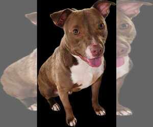 American Pit Bull Terrier-Chocolate Labrador retriever Mix Dogs for adoption in Princeton, MN, USA