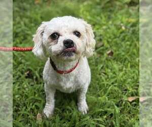 Poodle (Miniature) Dogs for adoption in Yardley, PA, USA