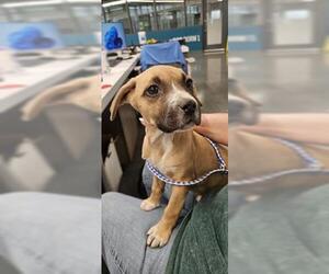 Mutt Dogs for adoption in San Martin, CA, USA