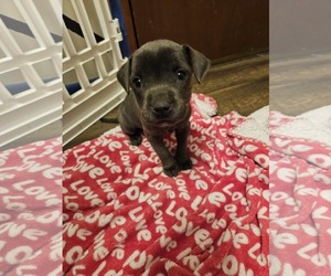 Labrador Retriever-Unknown Mix Dogs for adoption in Princeton, MN, USA