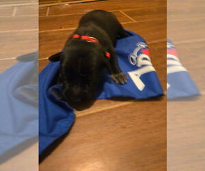 Labrador Retriever-Unknown Mix Dogs for adoption in New Orleans, LA, USA