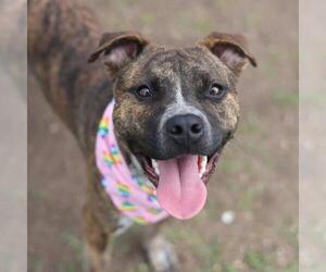 American Staffordshire Terrier-Unknown Mix Dogs for adoption in San Antonio, TX, USA