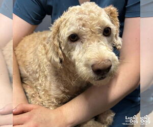 Poodle (Standard)-Unknown Mix Dogs for adoption in Washington, DC, USA