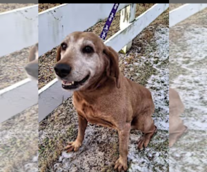 Redbone Coonhound Dogs for adoption in Westminster, MD, USA