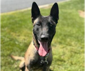 Mutt Dogs for adoption in Martinez, CA, USA