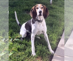 Bluetick Coonhound Dogs for adoption in Lindsay, CA, USA