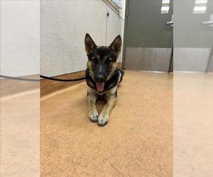 German Shepherd Dog Dogs for adoption in Martinez, CA, USA