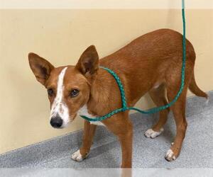 Mutt Dogs for adoption in Orange, CA, USA