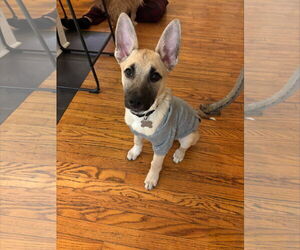 Mutt Dogs for adoption in Holly Springs, NC, USA