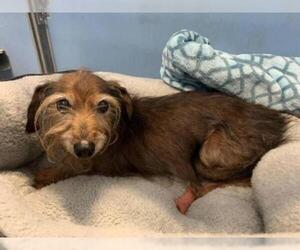 Dachshund-Unknown Mix Dogs for adoption in Jacksonville, FL, USA