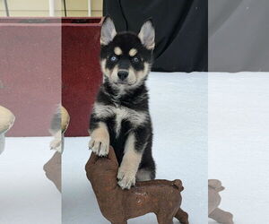 Siberian Husky-Unknown Mix Dogs for adoption in McKinney, TX, USA