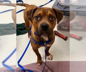 Mutt Dogs for adoption in Boston, MA, USA