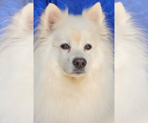 American Eskimo Dog Dogs for adoption in Cuba, NY, USA