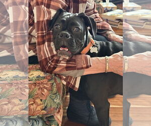 Boxer Dogs for adoption in Woodbury, MN, USA