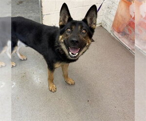 German Shepherd Dog Dogs for adoption in San Bernardino, CA, USA