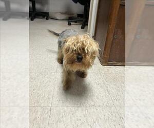 Mutt Dogs for adoption in Plano, TX, USA