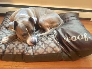 Great Dane-Weimaraner Mix Dogs for adoption in Warwick, RI, USA
