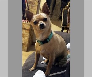 Chihuahua-Unknown Mix Dogs for adoption in Peralta, NM, USA