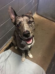 Catahoula Leopard Dog Dogs for adoption in Los Banos, CA, USA