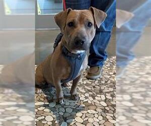Basset Hound-Labrador Retriever Mix Dogs for adoption in Houston, TX, USA