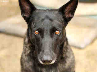 Labrador Retriever-Rhodesian Ridgeback Mix Dogs for adoption in Ojai, CA, USA