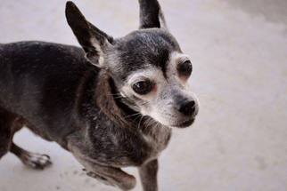 Chihuahua-Unknown Mix Dogs for adoption in McKinney, TX, USA