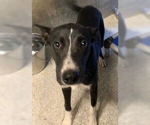 Border Collie Dogs for adoption in Lodi, CA, USA