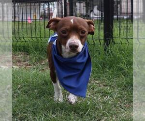 Chihuahua Dogs for adoption in San Antonio, TX, USA