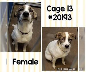 Collie-Unknown Mix Dogs for adoption in Greenville, TX, USA
