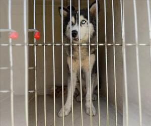 Siberian Husky Dogs for adoption in Oklahoma City, OK, USA